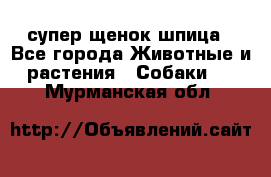 супер щенок шпица - Все города Животные и растения » Собаки   . Мурманская обл.